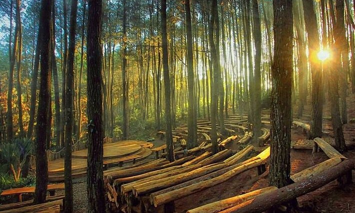Hutan-Pinus-Dlingo,-D.I-Yogyakarta