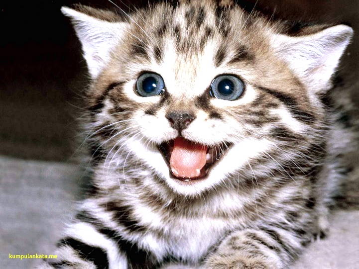 Gambar Kartun Kucing Lucu | Harian Nusantara